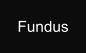 Fundus